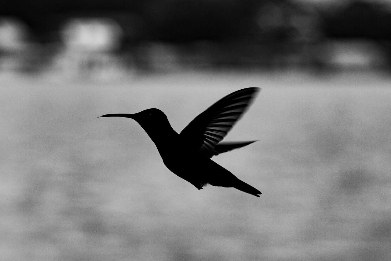 Barrbra Bnb Over The Sea Bocas del Toro Extérieur photo